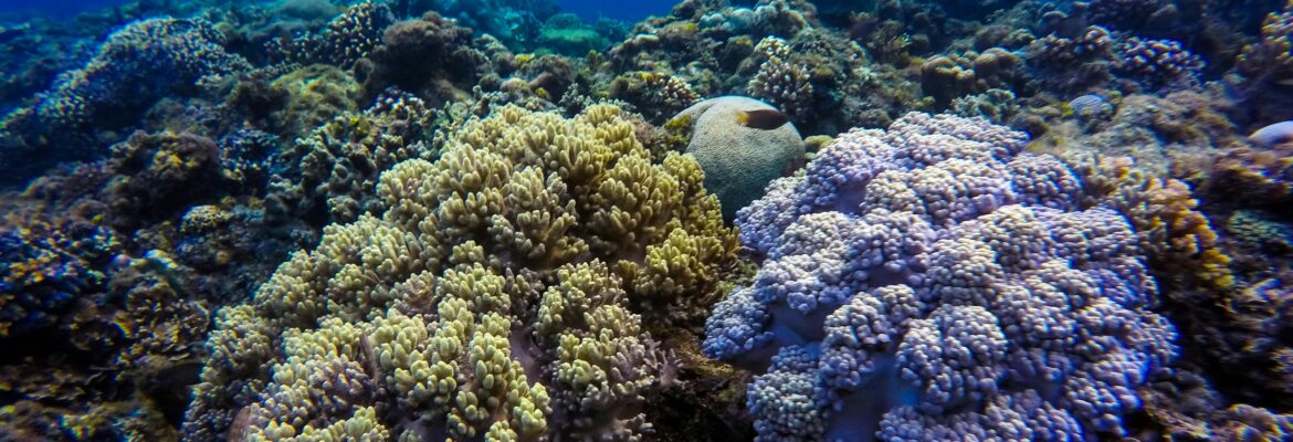 ¡Nuestros corales están en peligro! El miércoles 1 de abril se aprobó en primer debate el Proyecto de Ley 571, una propuesta que debilita la Ley de Protección de Corales en Panamá.